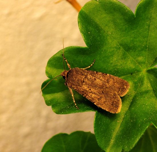 aiuto id noctuide - Agrotis segetum