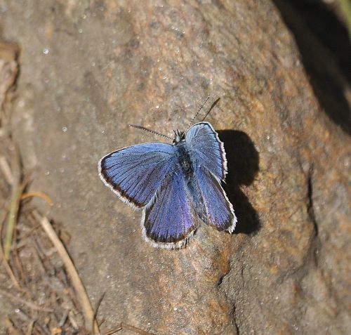 un ibrido direi - Aberrazione di Plebejus sp.