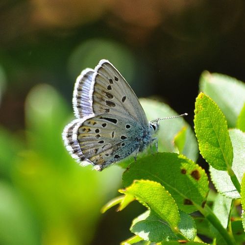 un ibrido direi - Aberrazione di Plebejus sp.