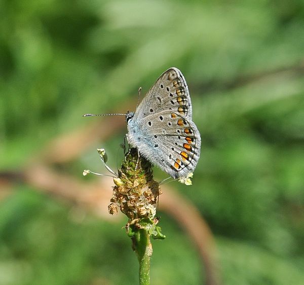 Polyommatus (Polyommatus) icarus, Lycaenidae