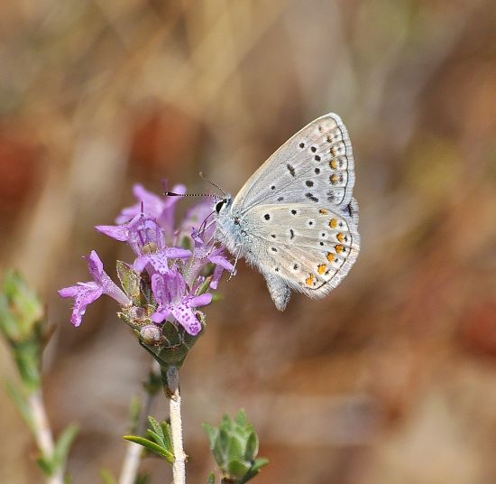 Polyommatus icarus ?