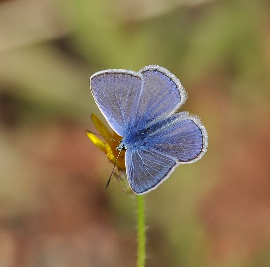 Polyommatus icarus ?