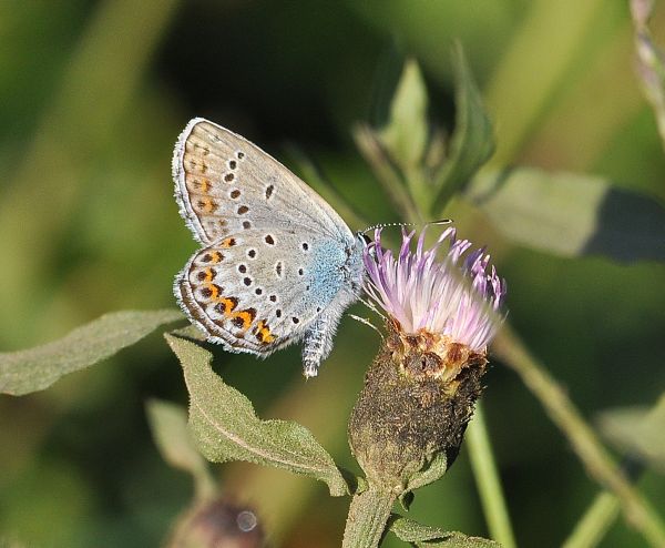 Plebejus idas, Lycaenidae