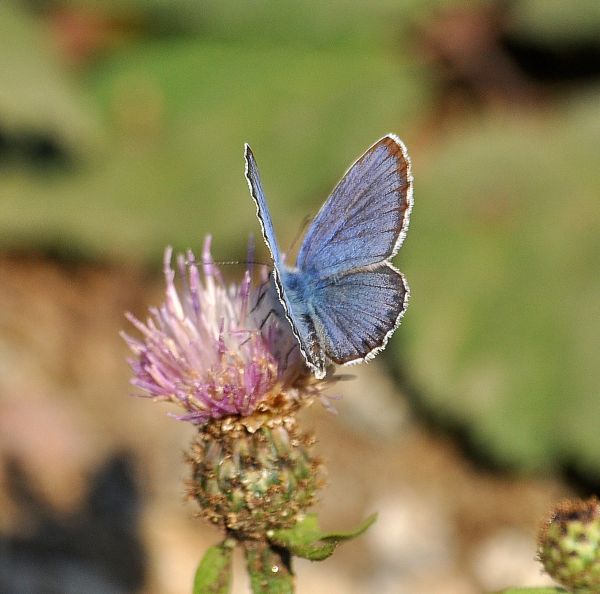 Plebejus idas, Lycaenidae