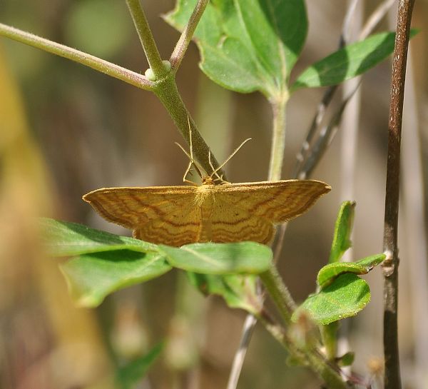 aiuto id - Idaea ochrata