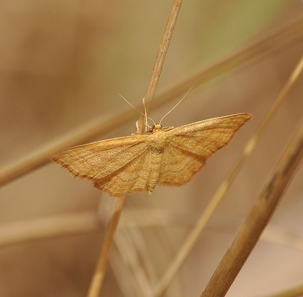 aiuto id - Idaea ochrata