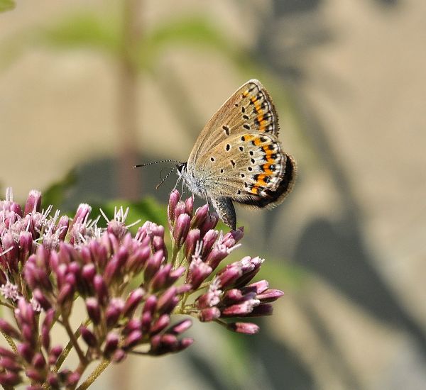 Plebejus idas, Lycaenidae