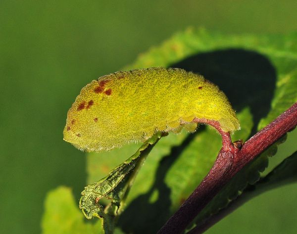 Iphiclides podalirius