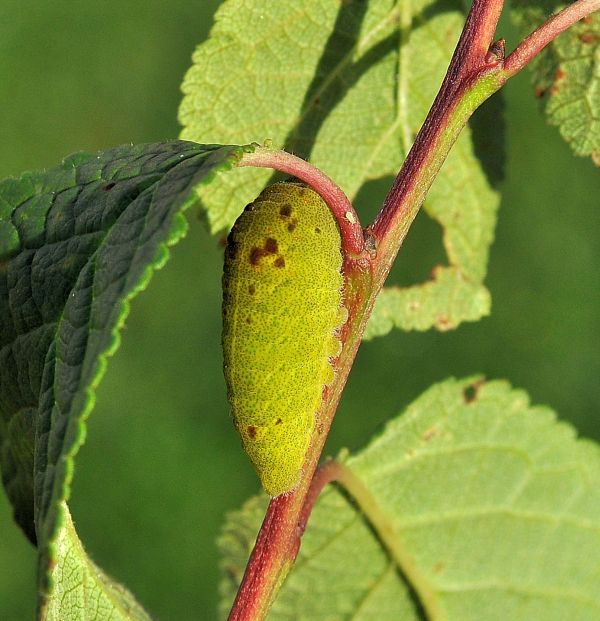 Iphiclides podalirius