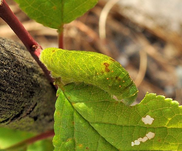 Iphiclides podalirius