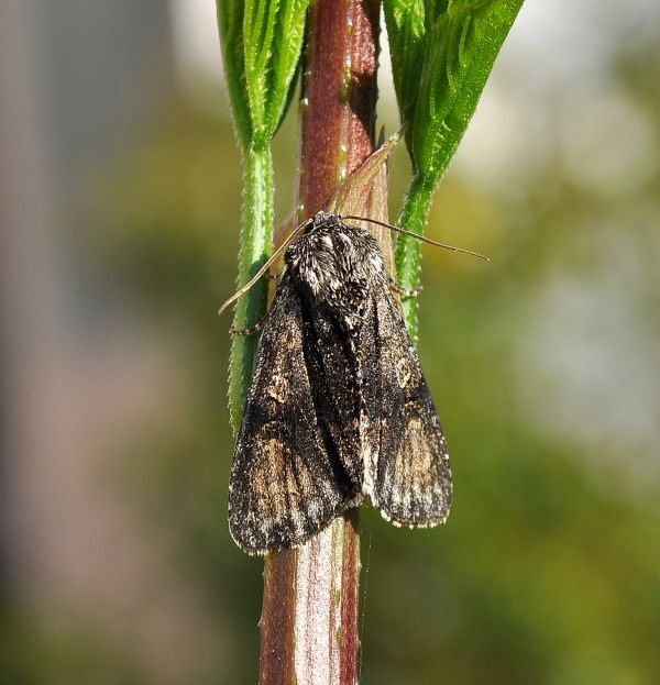 Acronicta (Jocheaera) alni