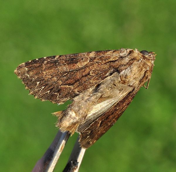 una Lacanobia ? No, Apamea monoglypha