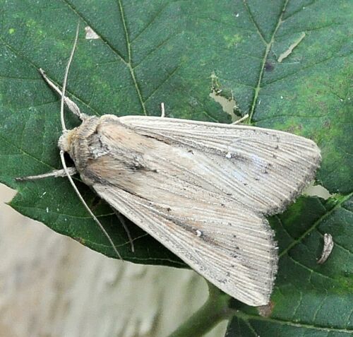 Mythimna o Leucania ?