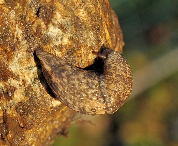 Deroceras cf reticulatum da Pogno (NO)