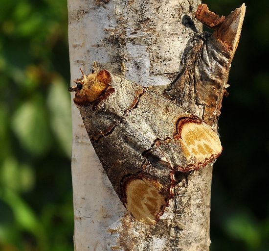 Phalera bucephala