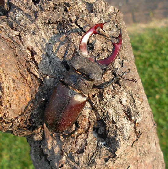 Lucanus cervus