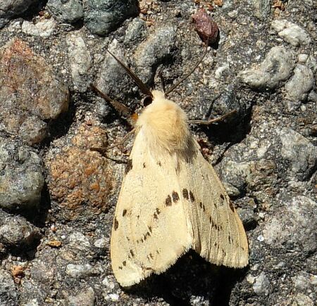 Arctidae di Pogno