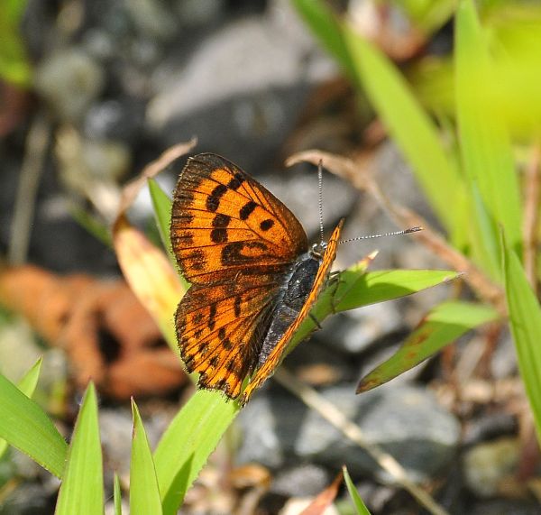 Lycaena alciphron ssp. gordius, Lycaenidae