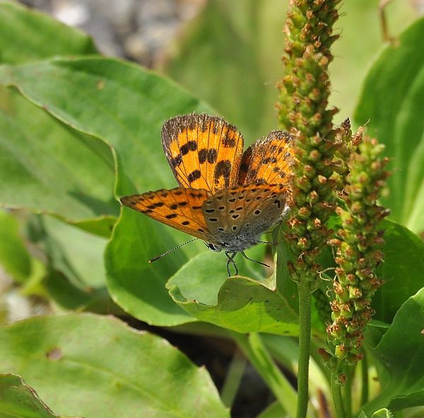 Lycaena alciphron ssp. gordius, Lycaenidae