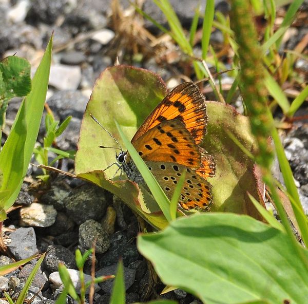 Lycaena alciphron ssp. gordius, Lycaenidae