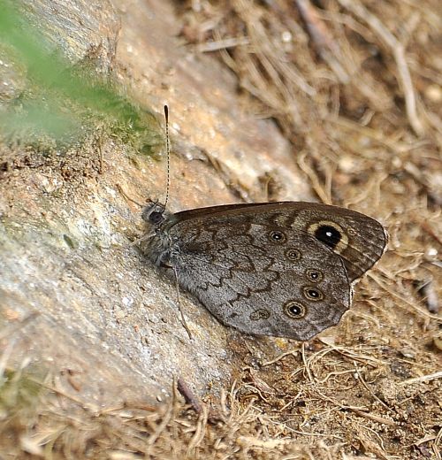 Lasiommata maera e petropolitana