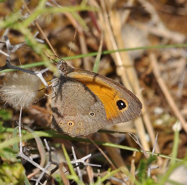 Maniola telmessia