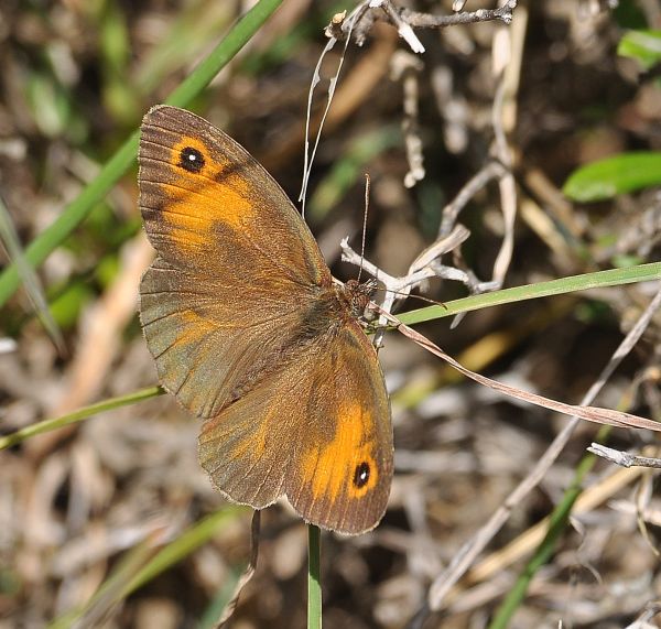 Maniola telmessia