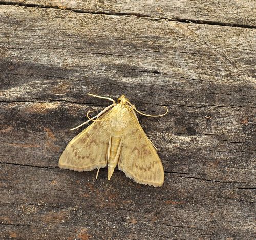 Mecyna flavalis? No, Pleuroptya ruralis