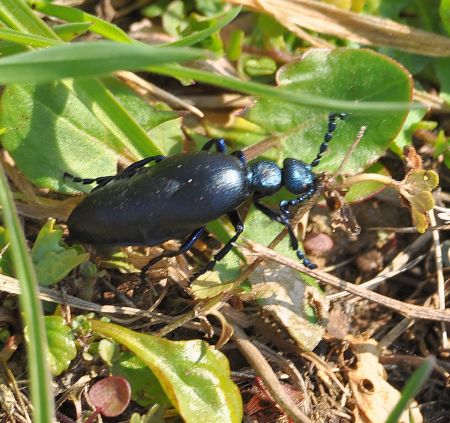 Meloe violaceus