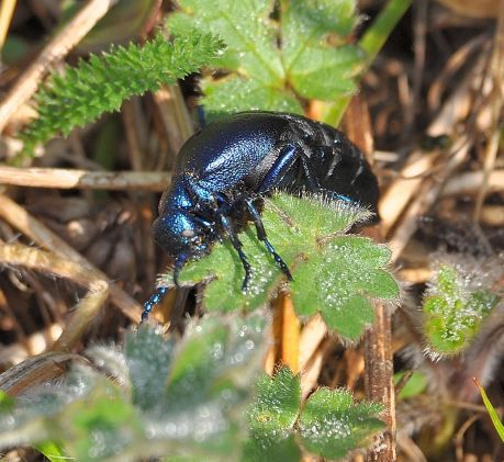 Meloe violaceus