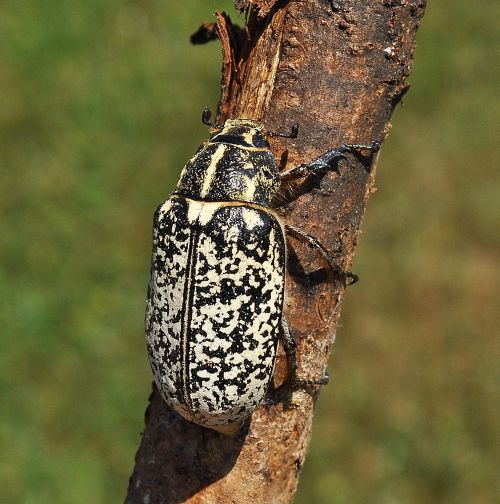 penso Polyphylla fullo. Si, femmina, Melolonthidae