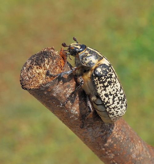 penso Polyphylla fullo. Si, femmina, Melolonthidae