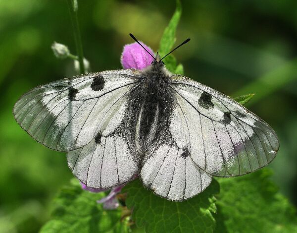 Parnassius mnemosine