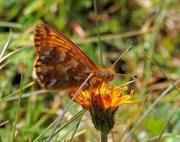 Boloria pales? Boloria sp.