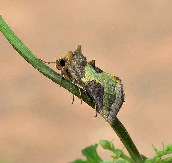 Due principesse, due interrogativi: Autographa bractea e Diachrysia cfr. stenochrysis