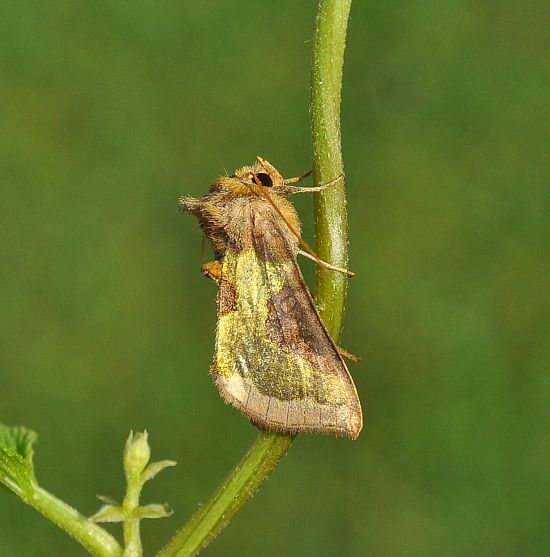 Due principesse, due interrogativi: Autographa bractea e Diachrysia cfr. stenochrysis