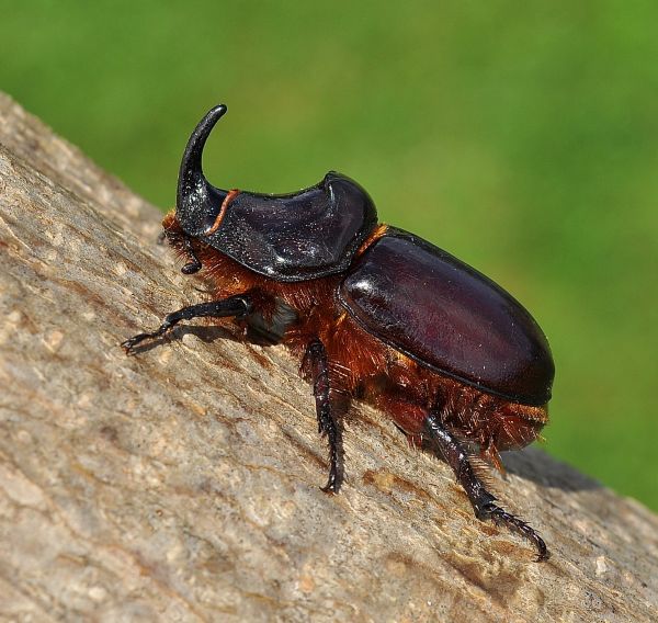 Oryctes nasicornis, maschio, Dynastidae