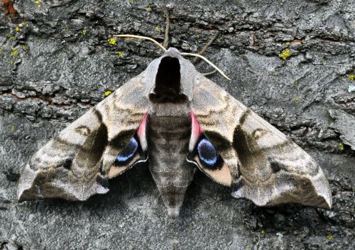 Sphingidae di Pogno