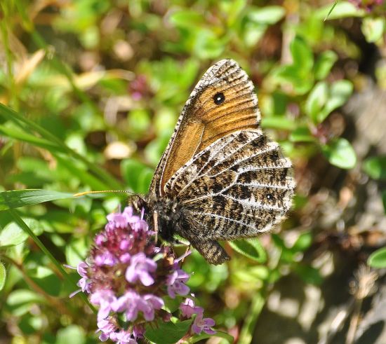 Oeneis glacialis