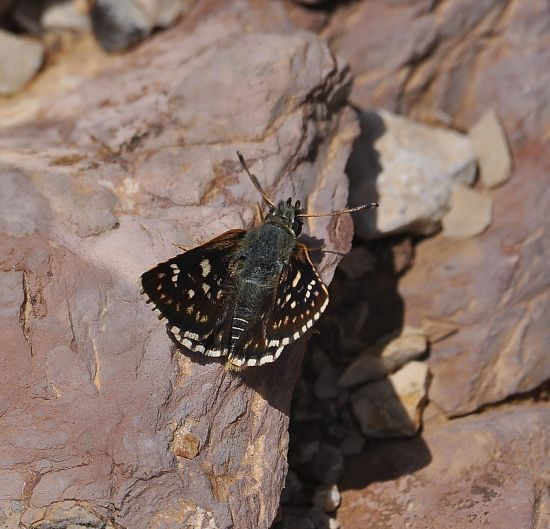 Spialia orbifer? S