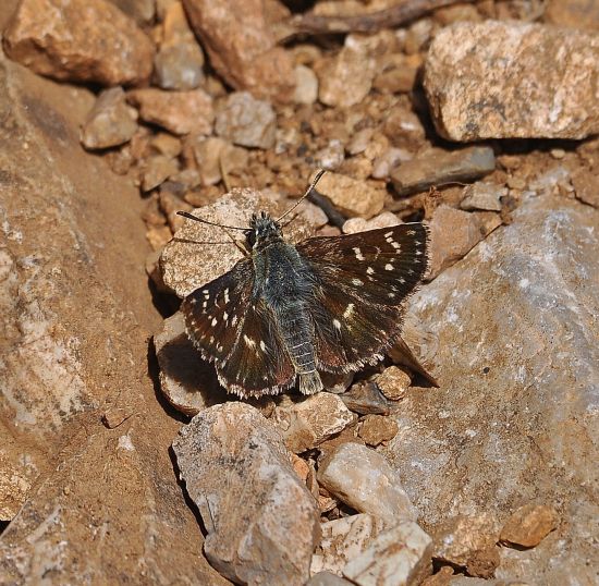 Spialia orbifer? S