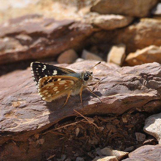 Spialia orbifer? S