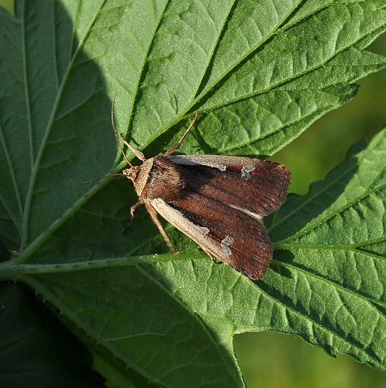 Ochropleura plecta