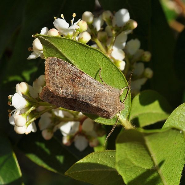 Orthosia incerta