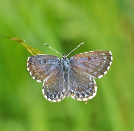 Scolitantides orion