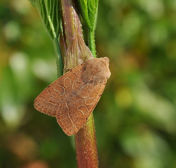 Due Orthosia (Monima) cerasi