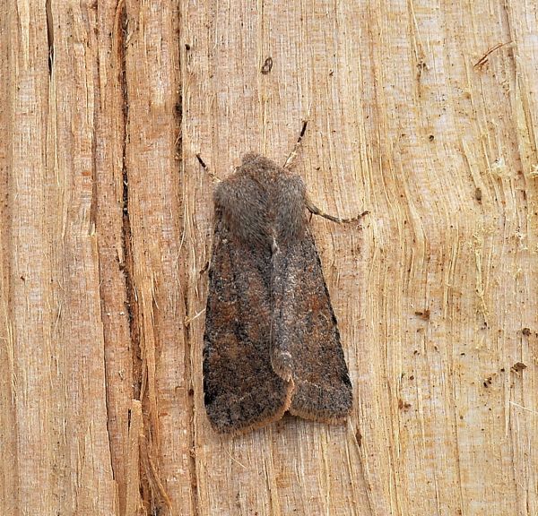 Orthosia incerta