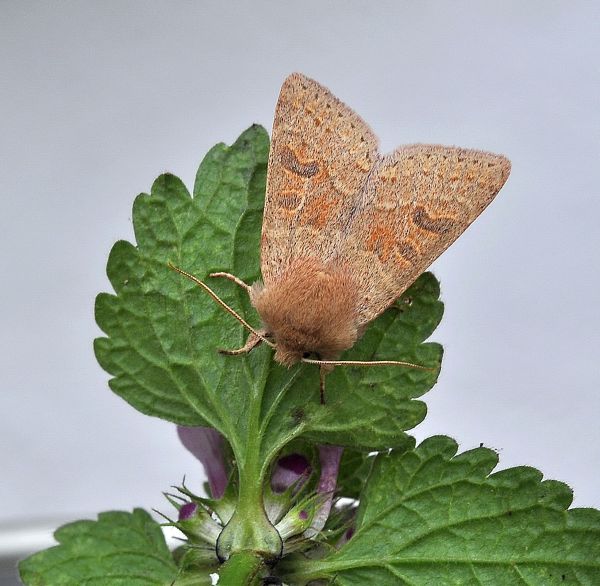 Orthosia (Monima) miniosa