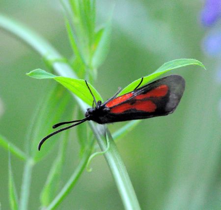 Zygaena osterodensis   ?