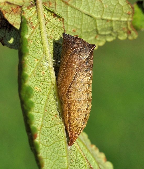 Iphiclides podalirius